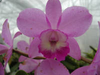 Click for larger image.