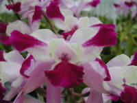 Click for larger image.