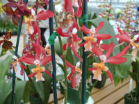 Click for larger image.