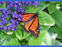 Click for larger image.