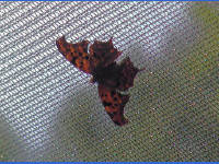 Click for larger image.