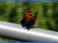 Click for larger image.