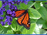 Click for larger image.