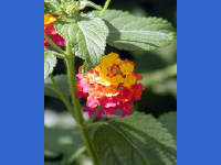 Click for larger image.