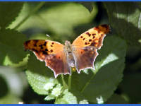 Click for larger image.