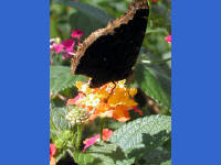 Click for larger image.