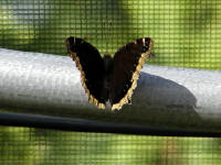 Click for larger image.