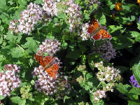 Click for larger image.