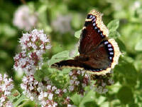 Click for larger image.