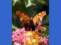 Click for larger image.