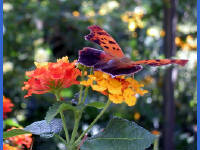 Click for larger image.