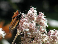 Click for larger image.