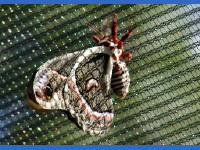 Click for larger image.