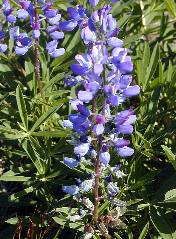 01-Aug-2000
Olympic National Park, WA
Sub-alpine Lupines