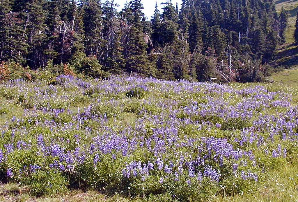 01-Aug-2000
Olympic National Park, WA
A field of sub-alpine lupines