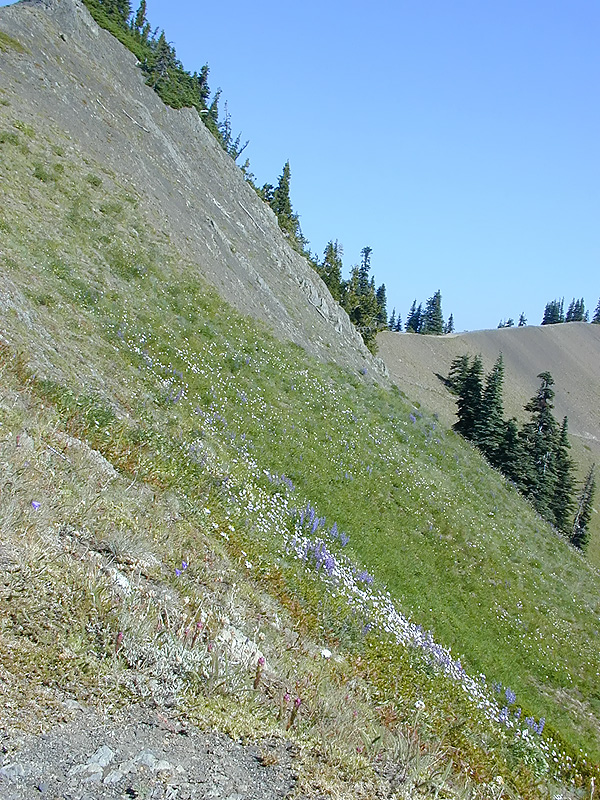 01-Aug-2000
Olympic National Park, WA
The slope to the North of the High Ridge Trail