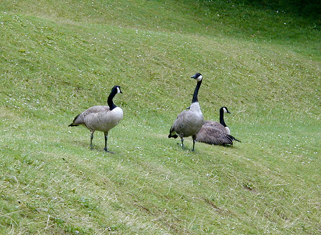 28-Jul-2000
Seattle
Chittenden Locks - Canada Geese
Our first stop was at Chittenden Locks, two large locks between Lake Washington and the sea. Apparently Canade Geese are now so numerous that they class as 
