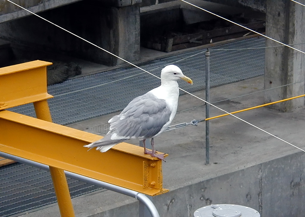 28-Jul-2000
Seattle
Chittenden Locks - Seagull