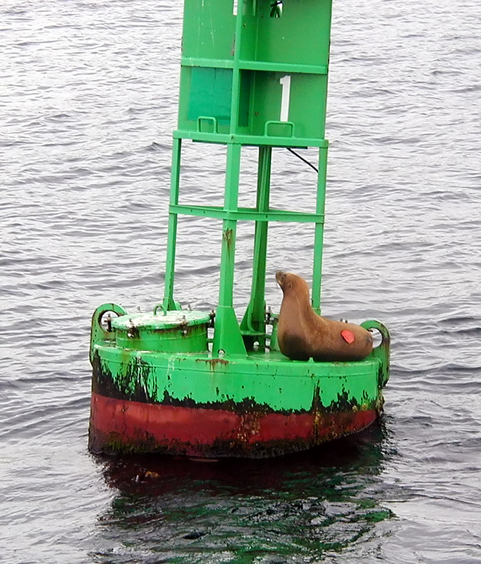 28-Jul-2000
Seattle
Steller Sea Lion pup resting on a buoy
The boat approached this buoy off West Point very quietly. A young Steller sea lion was resting on the deck.