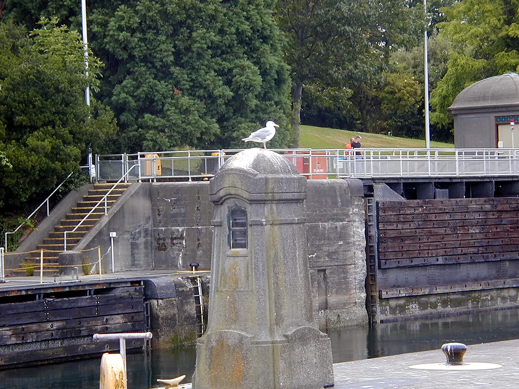 28-Jul-2000
Seattle - Chittenden Locks
Seagull