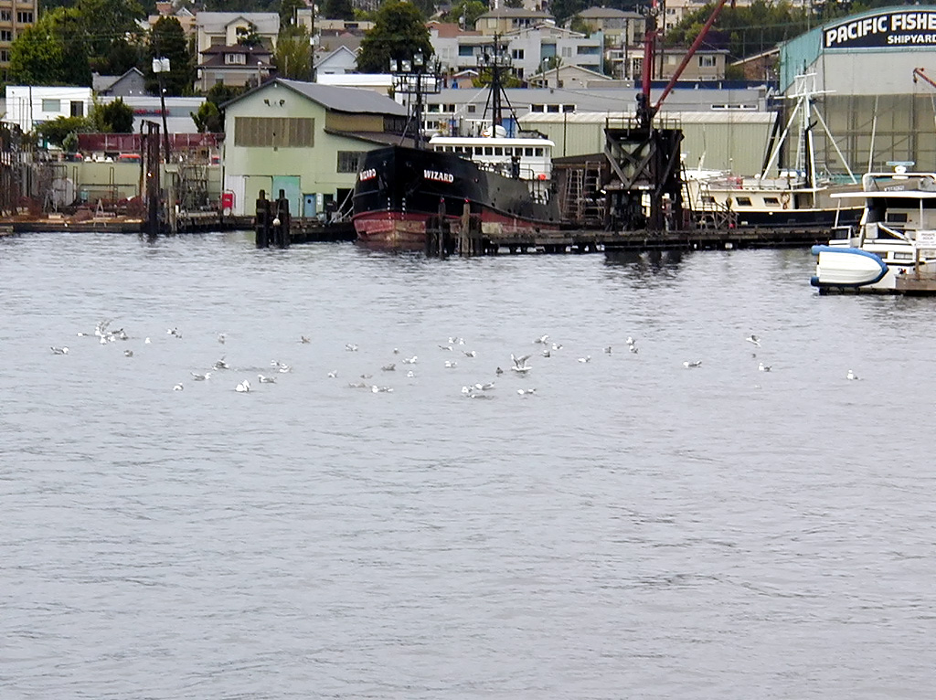 28-Jul-2000
Seattle - Lake Washington Ship Canal
Seagulls on the water