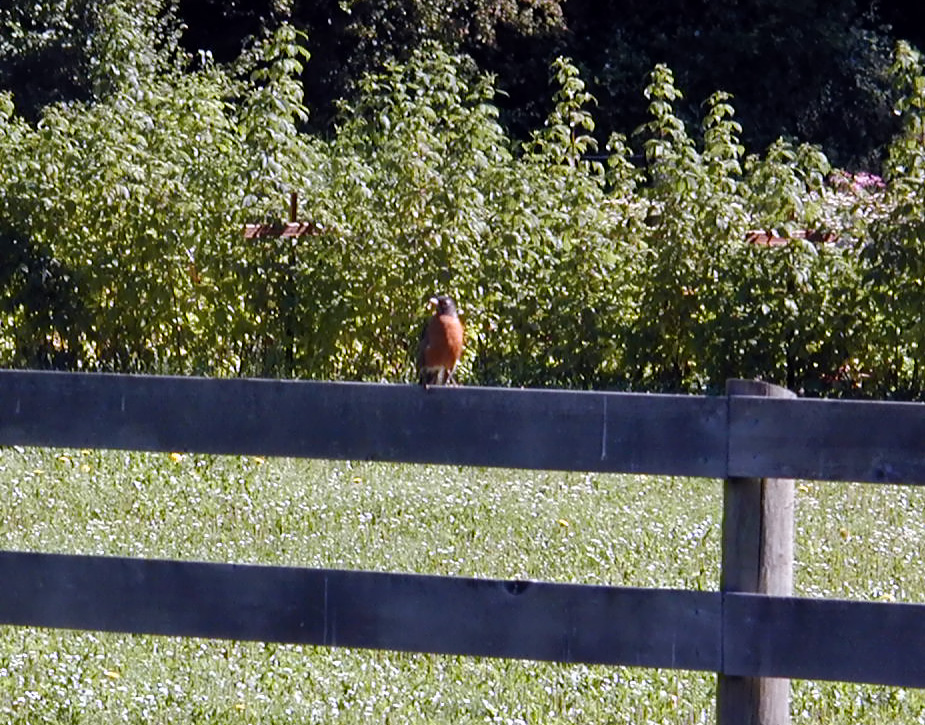 29-Jul-2000
US2 near Marblemount, WA
An American Robin sitting on a fence