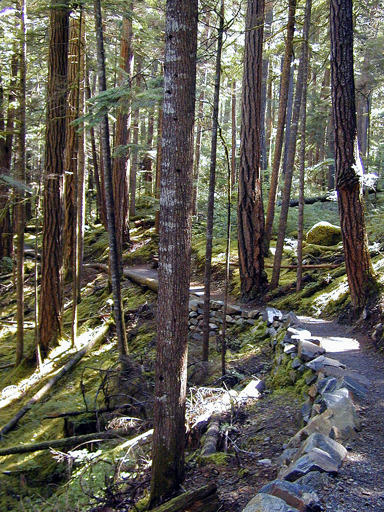 29-Jul-2000
Newhalem, WA
River Loop Trail