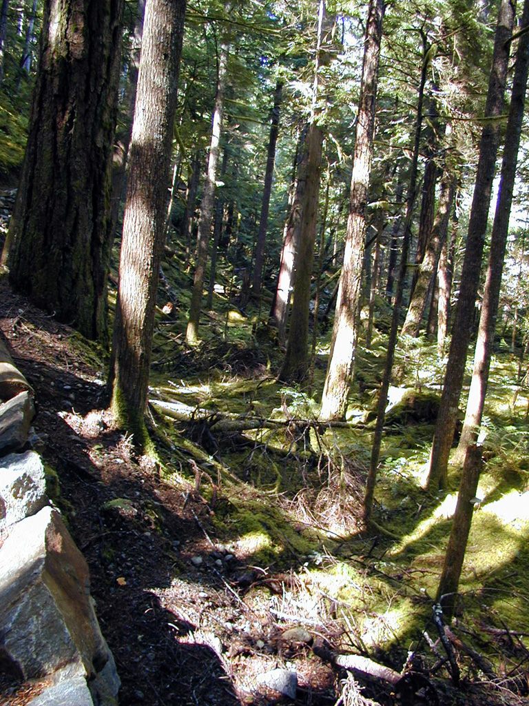 29-Jul-2000
Newhalem, WA
River Loop Trail