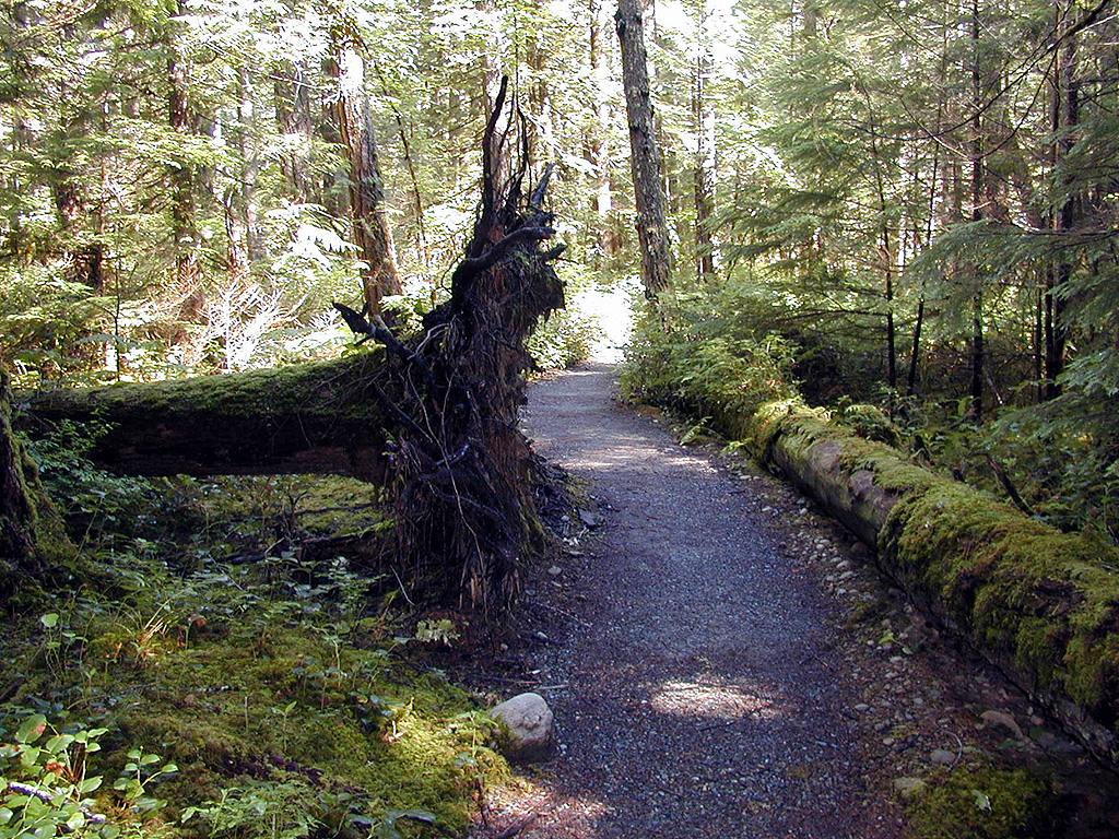 29-Jul-2000
Newhalem, WA
River Loop Trail