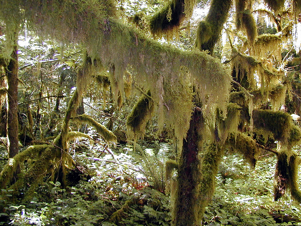 29-Jul-2000
Newhalem, WA
River Loop Trail - Lichens hanging from the branch of a tree