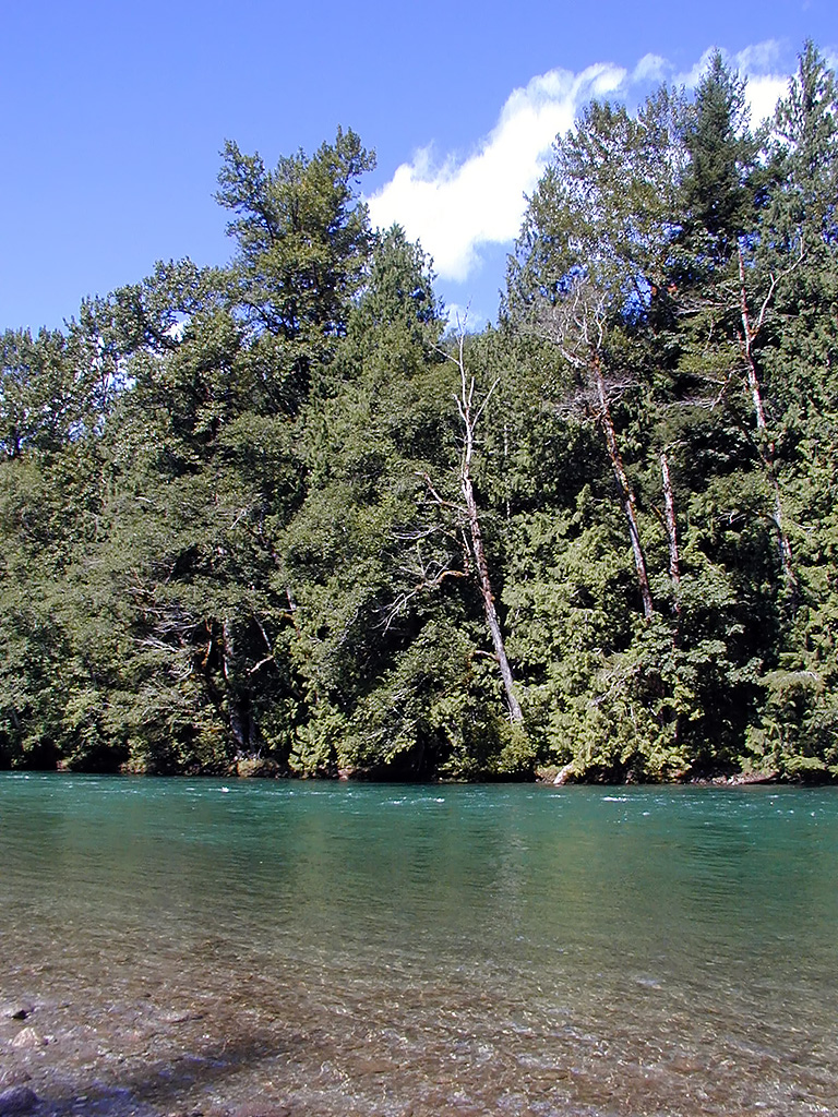 29-Jul-2000
Newhalem, WA
River Loop Trail - Skagit River