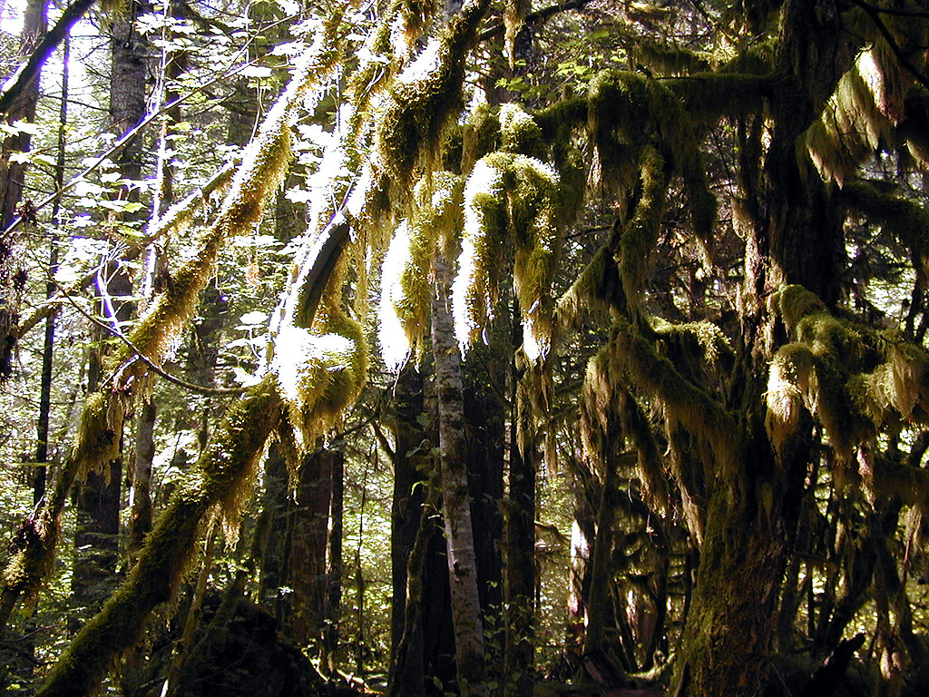 29-Jul-2000
Newhalem, WA
River Loop Trail - Lichens hanging from the branch of a tree