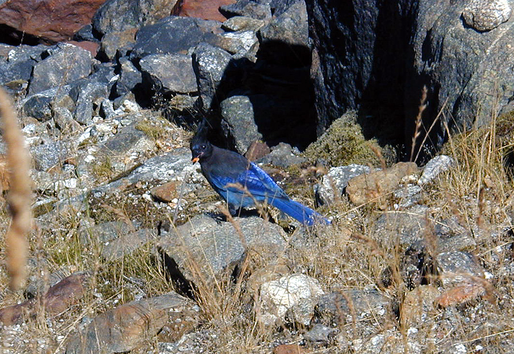 29-Jul-2000
Lake Diablo, WA
Steller's Jay at Lake Diablo Overlook