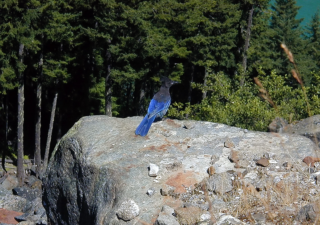 29-Jul-2000
Lake Diablo, WA
Steller's Jay at Lake Diablo Overlook