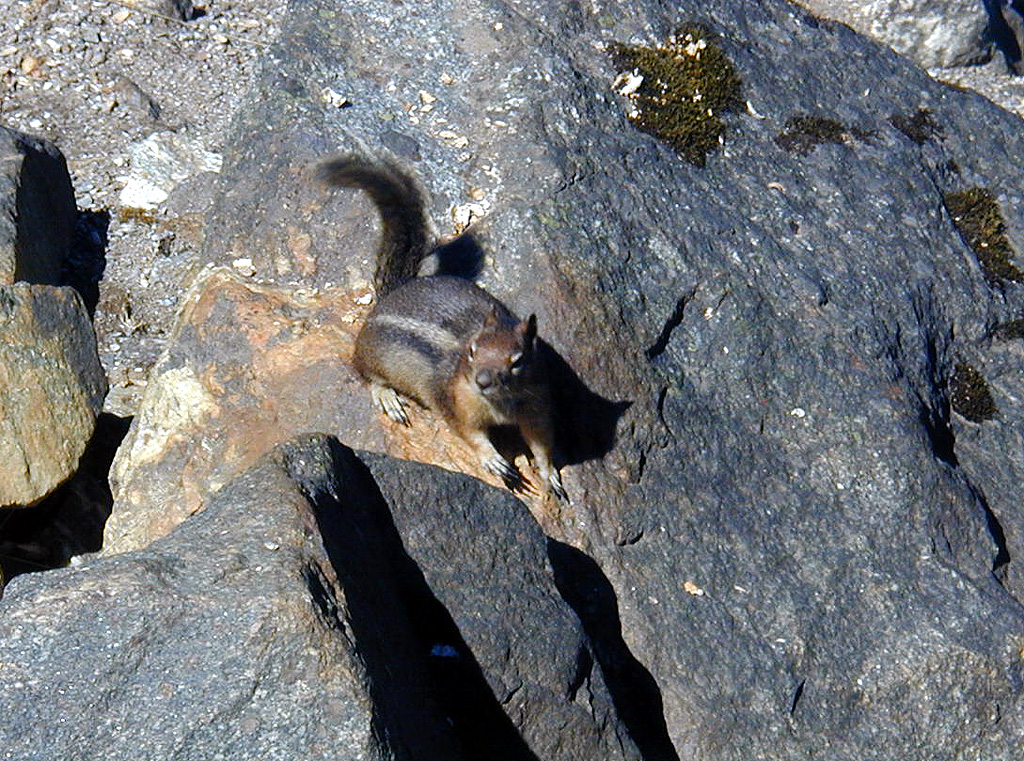 29-Jul-2000
Lake Diablo, WA
Cascade Golden-Mantled Ground Squirrel at Lake Diablo Overlook