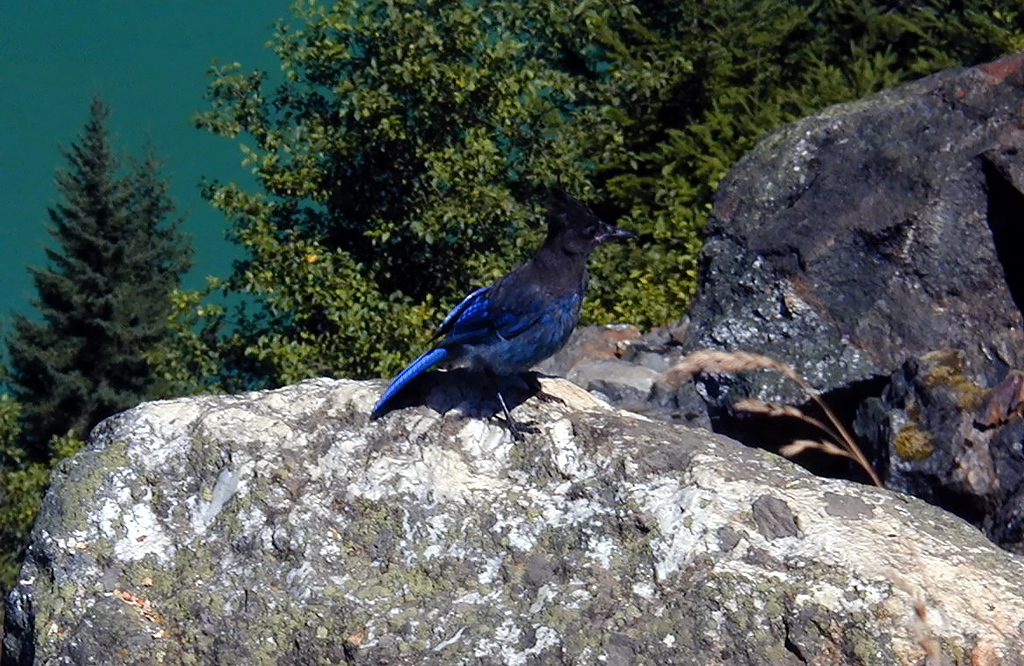 29-Jul-2000
Lake Diablo, WA
Steller's Jay at Lake Diablo Overlook