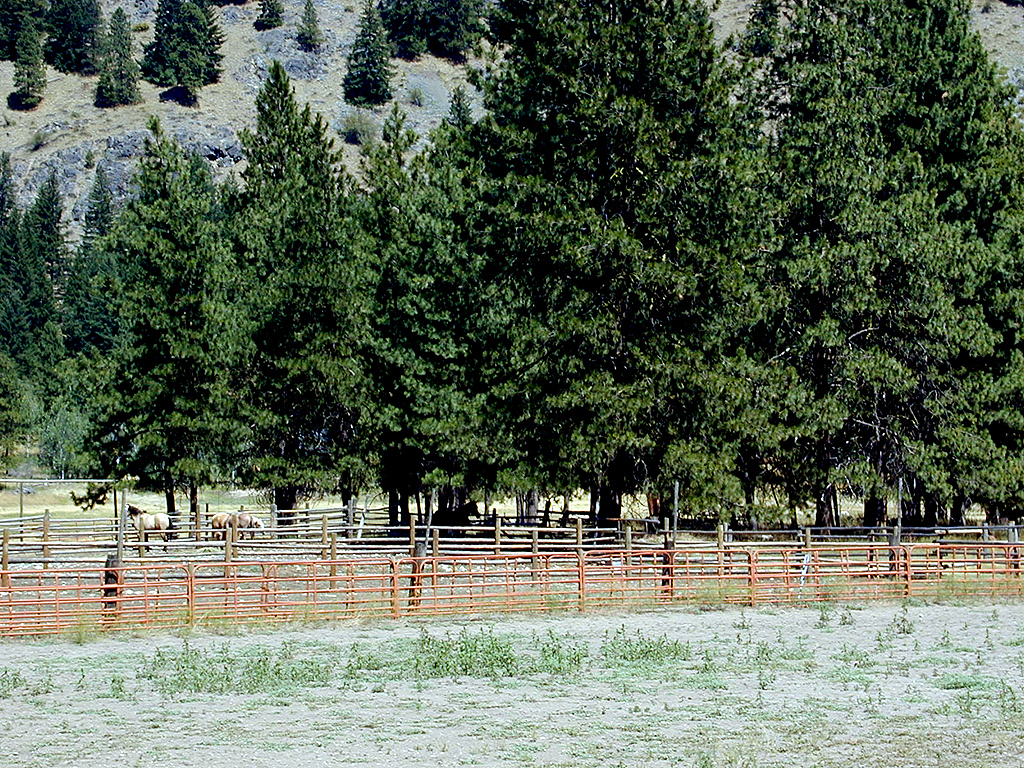 29-Jul-2000
Mazama, WA
Horses near where we stopped for lunch
