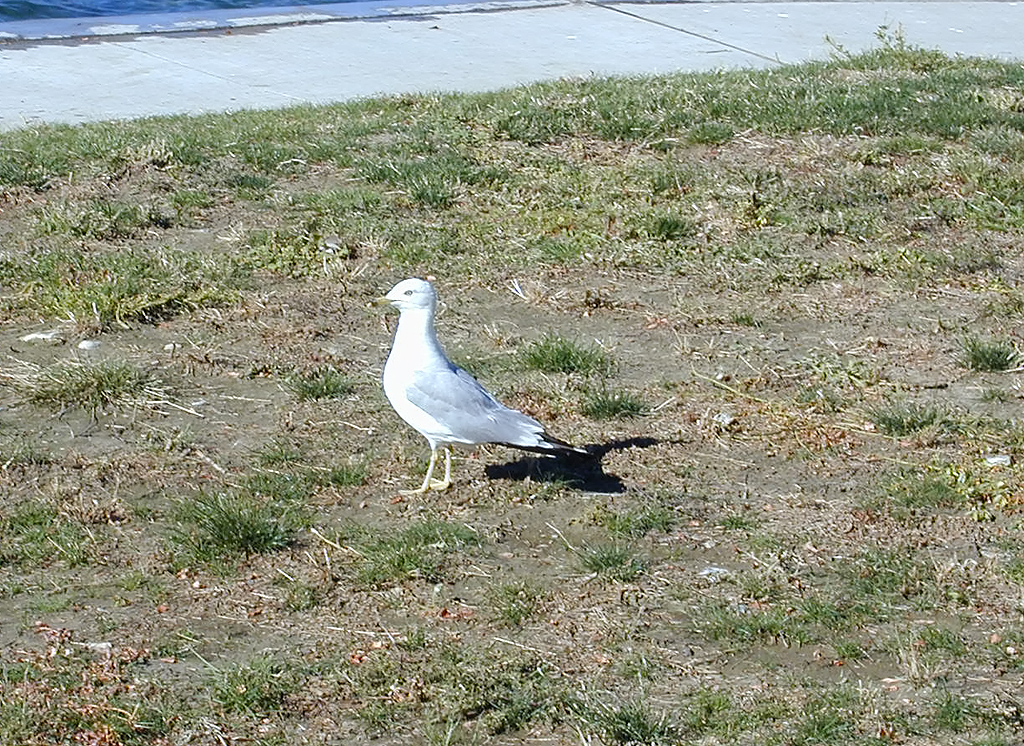 29-Jul-2000
Lake Chelan, WA
Lakeside Park - Seagull
