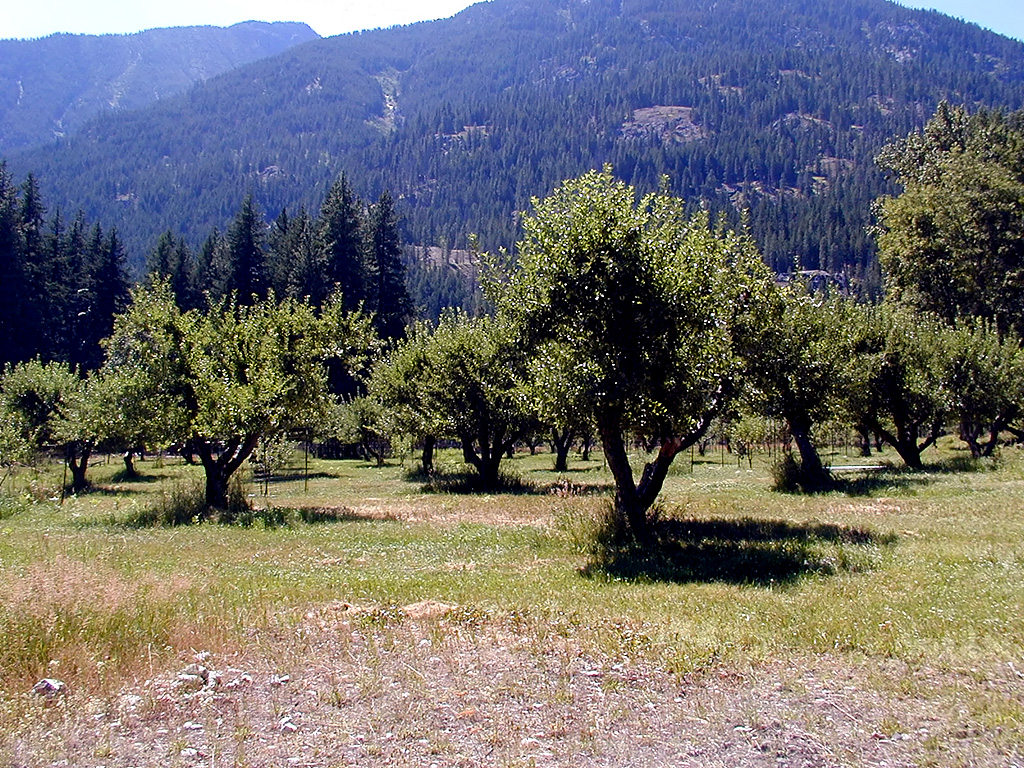 30-Jul-2000
Stehekin, WA
Buckner's Orchard
