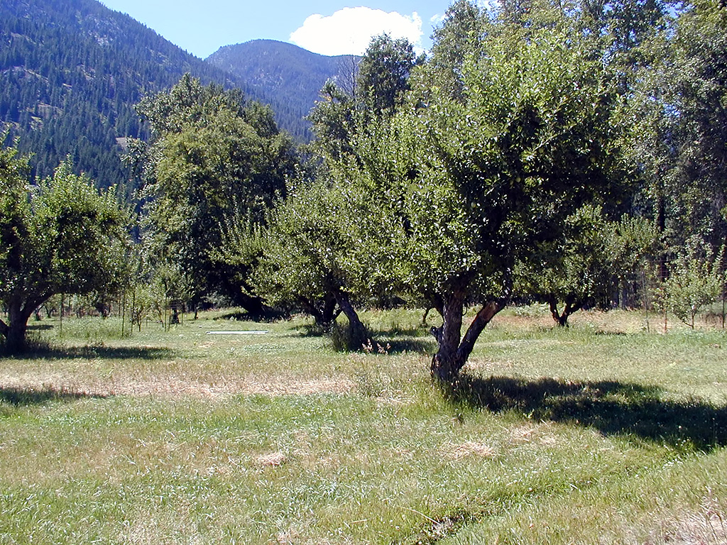 30-Jul-2000
Stehekin, WA
Buckner's Orchard