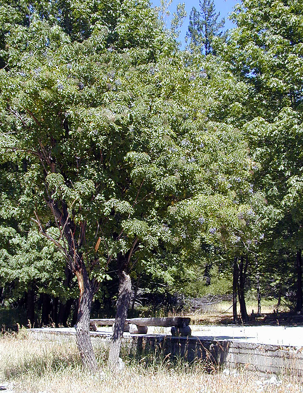 30-Jul-2000
Stehekin, WA
Buckner's Orchard