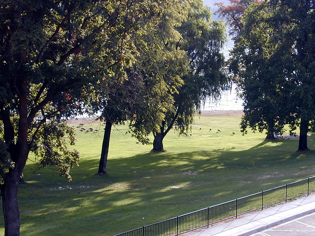 31-Jul-2000
Lake Chelan, WA
Lakeside Park - Ducks and Geese