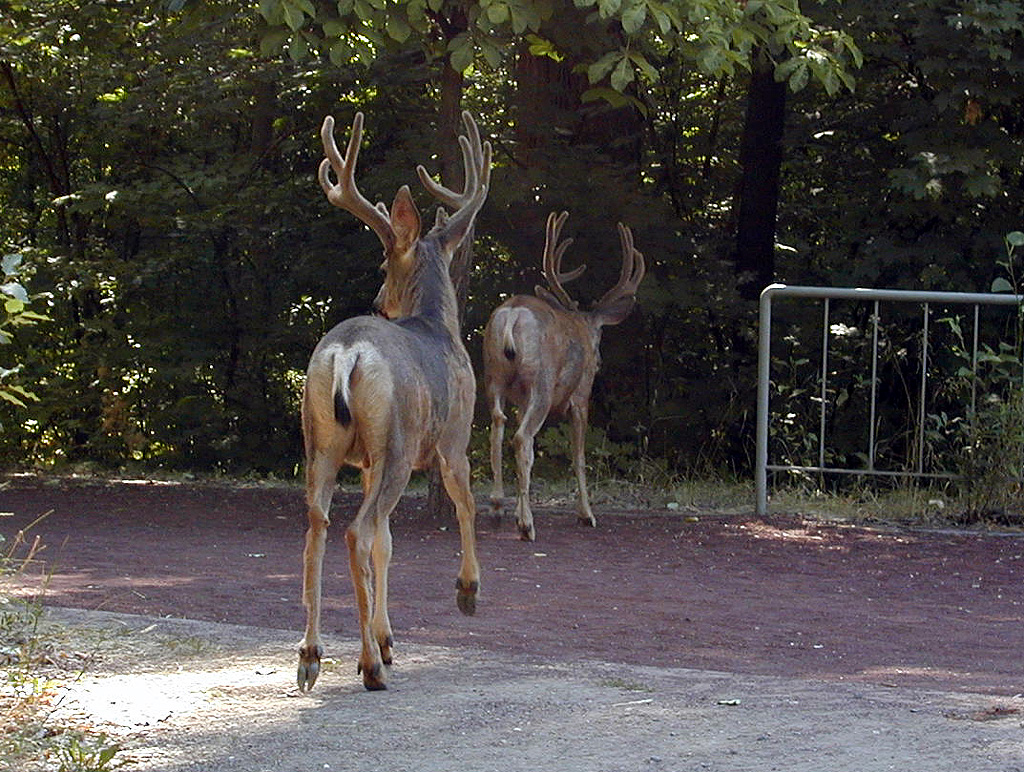 31-Jul-2000
Leavenworth, WA
Pair of mule deer