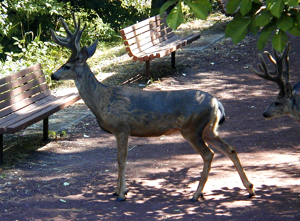 31-Jul-2000
Leavenworth, WA
Mule deer