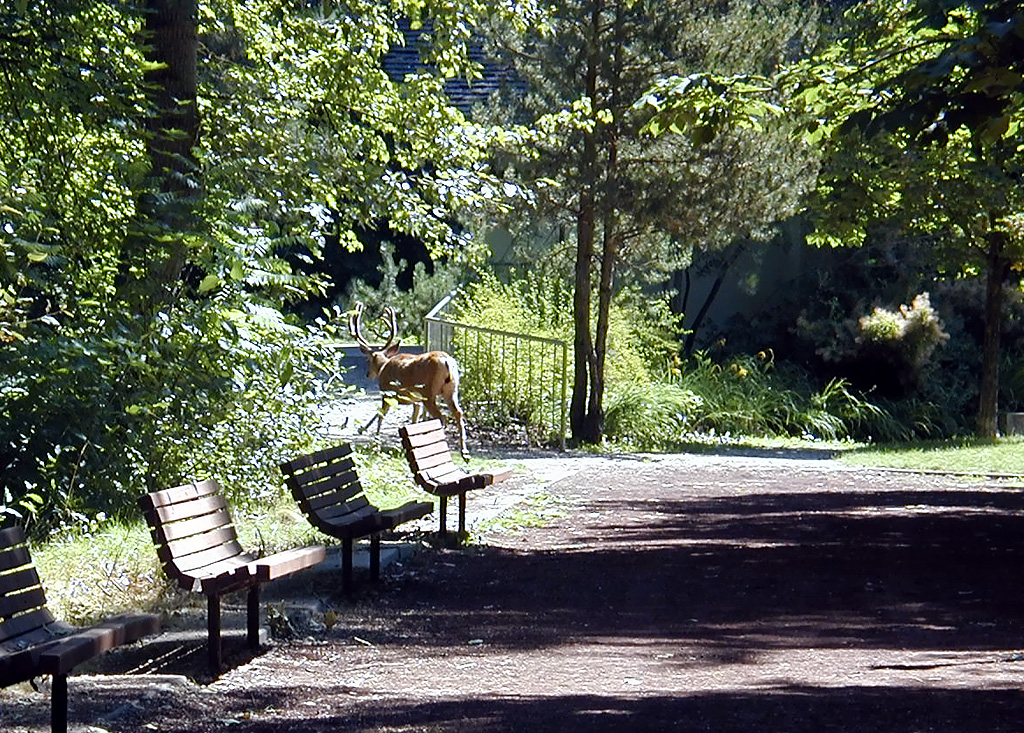 31-Jul-2000
Leavenworth, WA
Mule deer