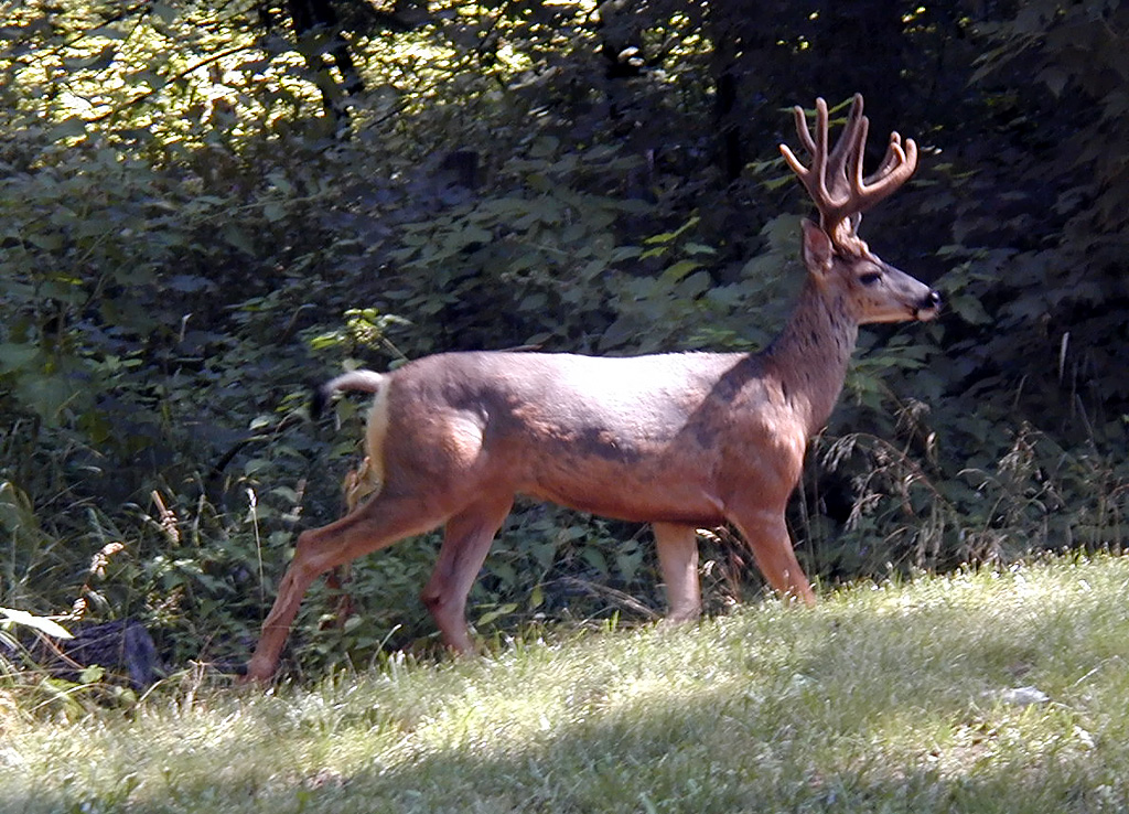 31-Jul-2000
Leavenworth, WA
Mule deer