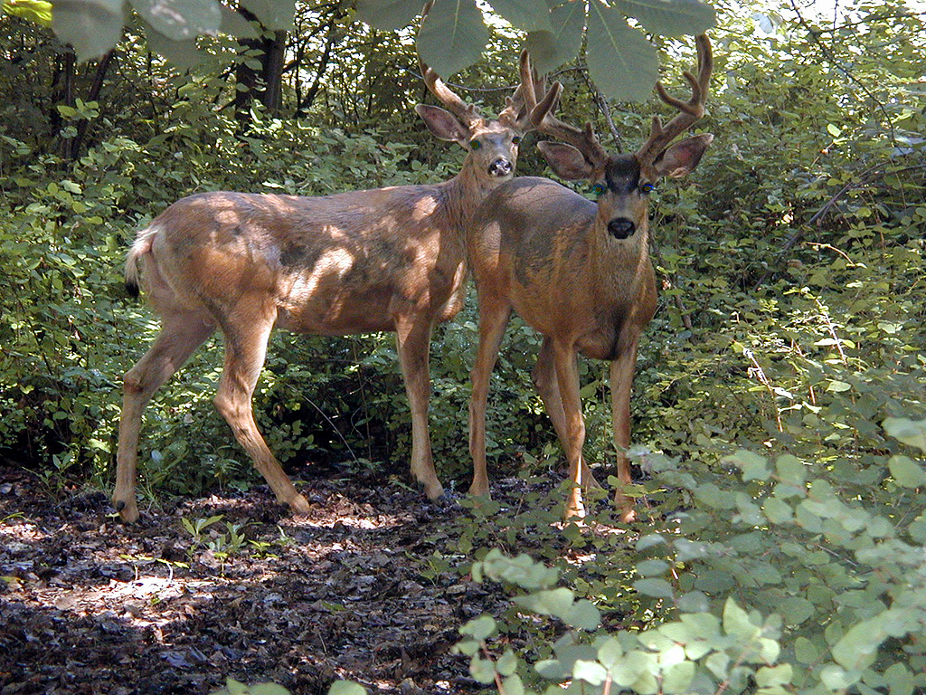 31-Jul-2000
Leavenworth, WA
Pair of mule deer