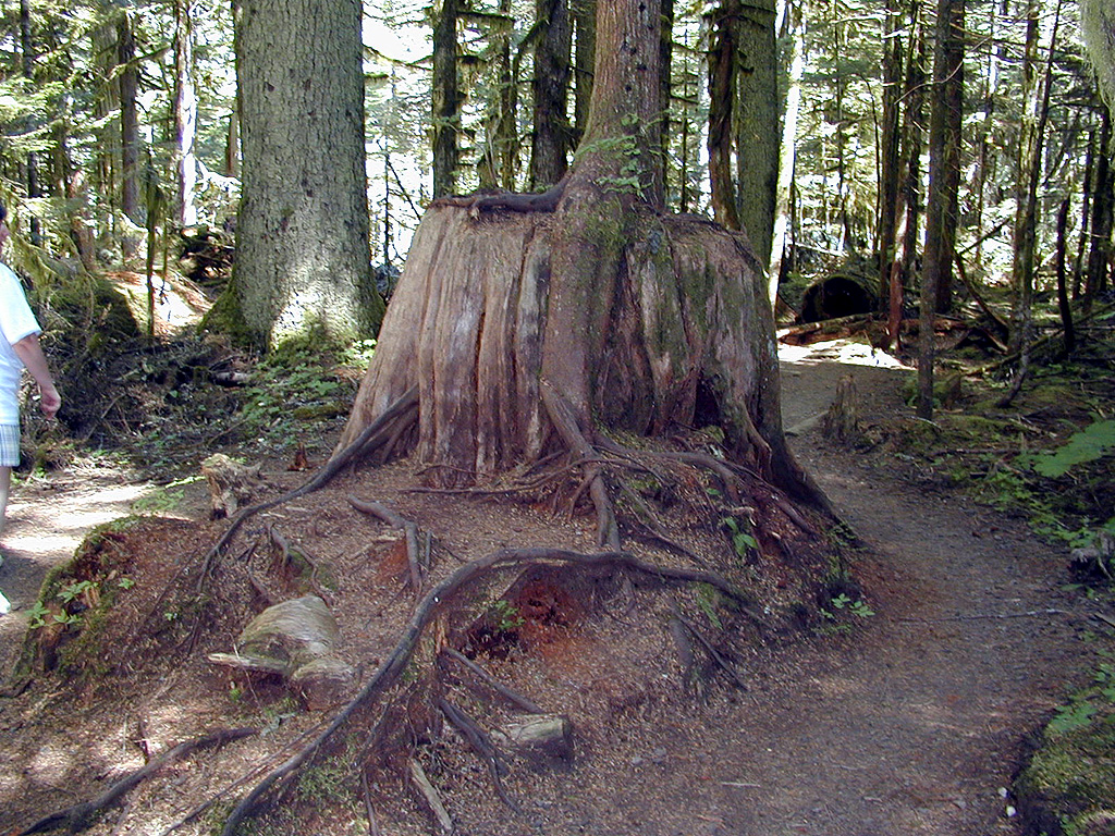 31-Jul-2000
Deception Falls, WA
Tree growing on the trunk of an old dead tree