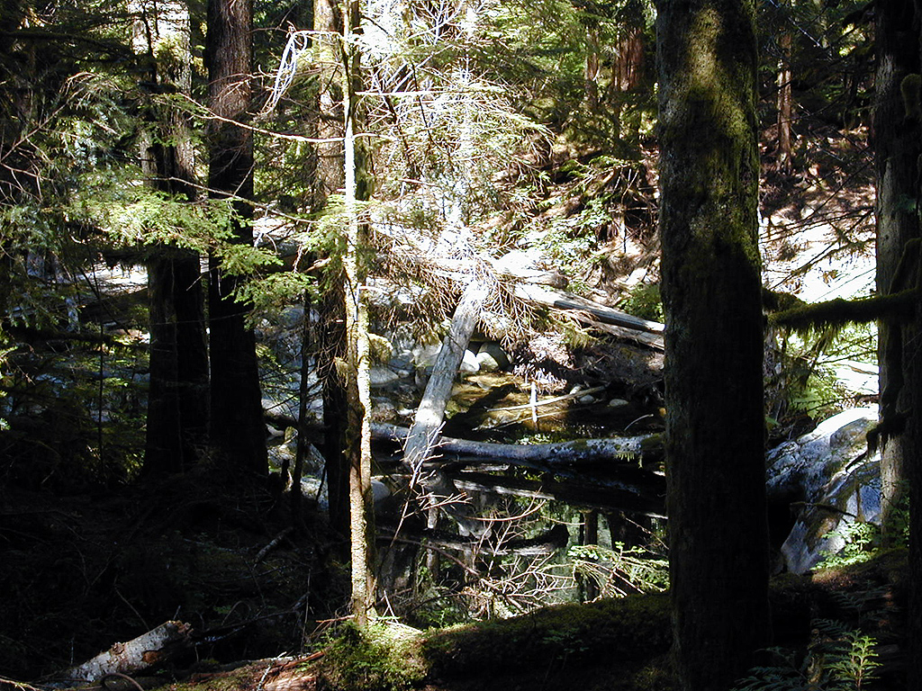 31-Jul-2000
Deception Falls, WA
Confusion of trees