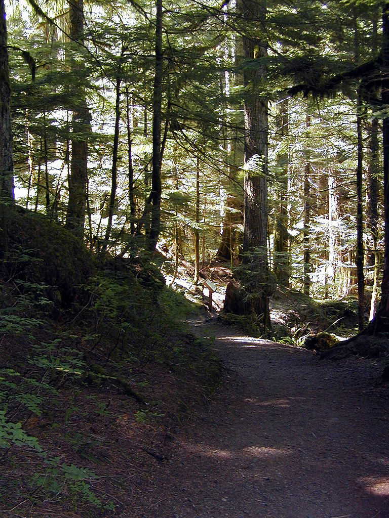 31-Jul-2000
Deception Falls, WA
The footpath through the trees